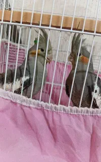 یک جفت عروس هلندی هرکدام ۱۳۰۰