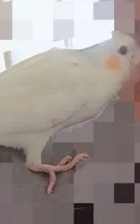 گمشده