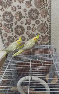 عروس هلندی