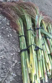 جارو (گزی) دستی چپکی ۳۰۰ هزار