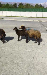 میش بره