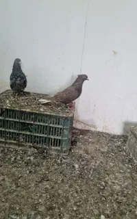 کبوتر دم سفید سرور هفت رنگ جفت مسافتی جانسون