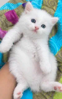 گربه بریتیش سفید