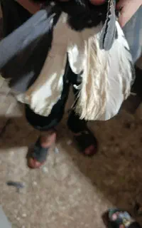 نرماده زاغ دم سفید