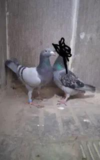 نرسبزگمشده