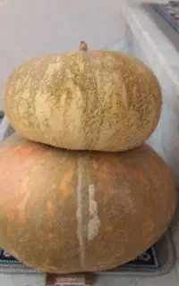 کدو حلوایی تازه و خوش‌طعم