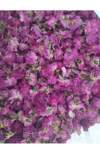 گل محمدی