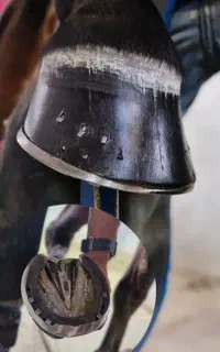 نعل بندی