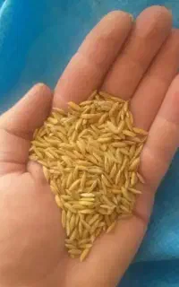 چلتوک چمپا و گندی سبز