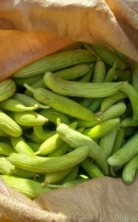 خیارچنبر