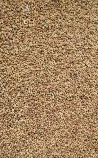 بذر یونجه