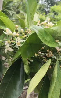 نهال پرتقال،نهال نارنگی، نهال لیمو ترش و شیرین