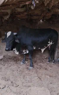 گوساله نر پرواری