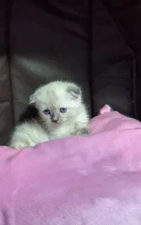 بچه گربه اسکاتیش