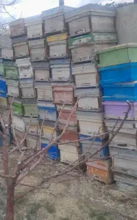 کندویی زنبور عسل
