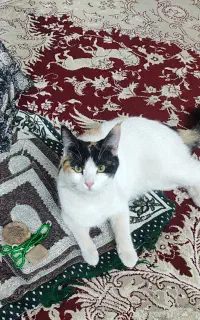 گمشده 5 میلیون مژدگانی