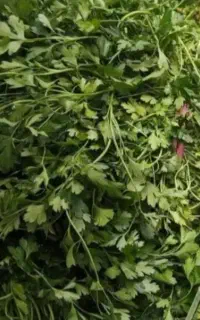 سبزی