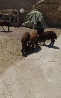 پنج راس گوسفند قزل افشار