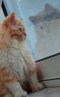 میکس برتیش و پرشین