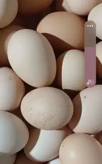 تخم مرغ  محلی  ارگانیک