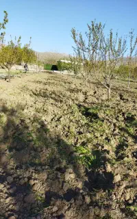 خدمات باغبانی سم پاشی چالکود تیلر