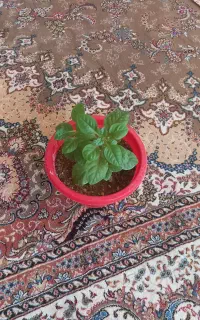 گل طبیعی