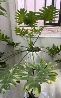 گیاه برگ انجیری