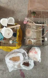 جفت طوطی برزیلی با قفس غذا و وسایل اظافه