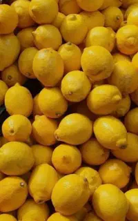 لیمو خاگی جهرم