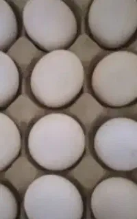 تخم مرغ محلی کاملا رسمی وتازه دونسته