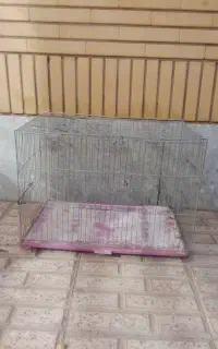 قفس