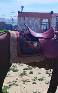 اسب نریان زیبا
