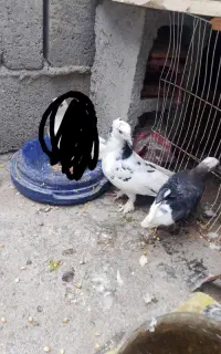 کفتر درجایی وگره