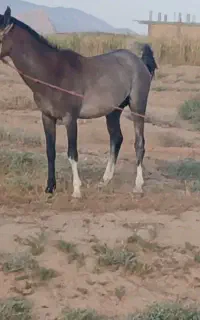 اسب نژاد دار