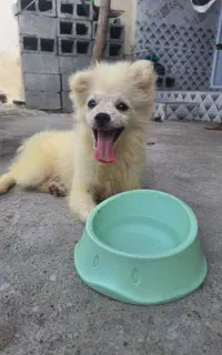 فروش سگ پامر