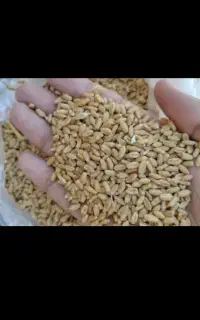 فروش 12کیسه گندم آذر 2 قیمت 130منی