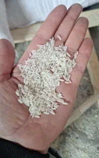 نیازمند سرمایه با سود تضمینی