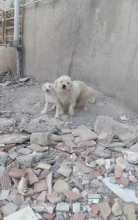 دوست پاکوتا