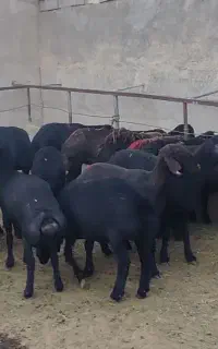 گوسفند