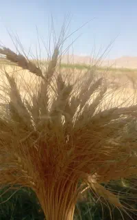 گندم دیم بوجاری نشده
