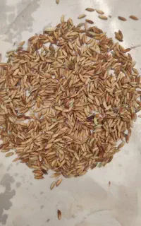 شلتوک خ ر ی دارم