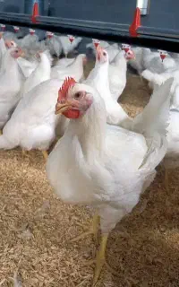استخدام شاگرد ماهر مرغ فروشی