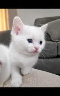 بچه گربه بریتیش ماده