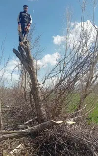 پیوند گردو اصولی