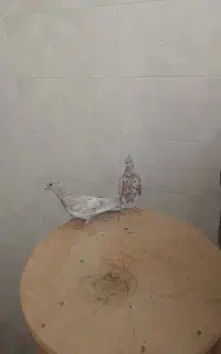 مفلق دمگیر دولا دولا