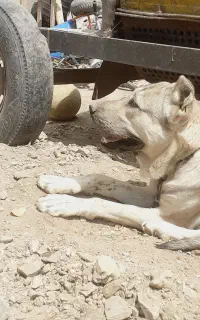 سگ پژدر