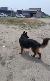 سگ ژرمن