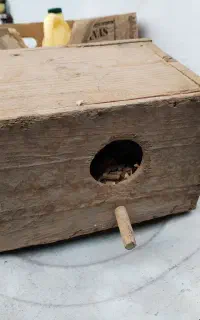 لونه پرنده