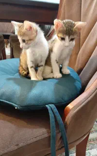 واگذاری گربه dsh