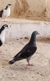 فروش